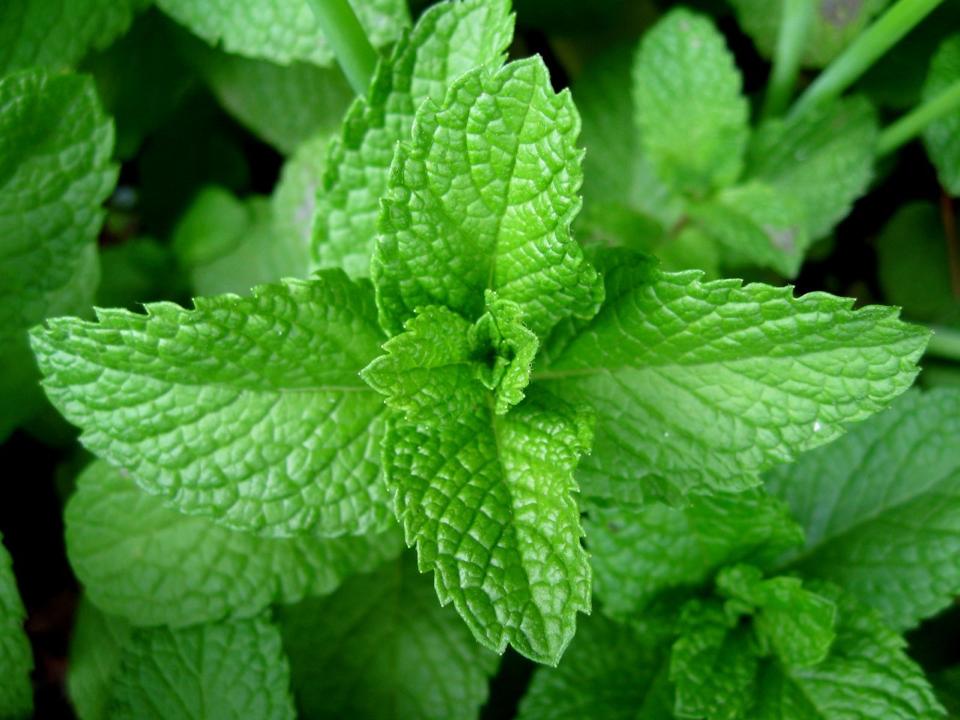 Mint which can be infused in hot water for drinking